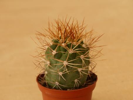 Weingartia cintiensis 