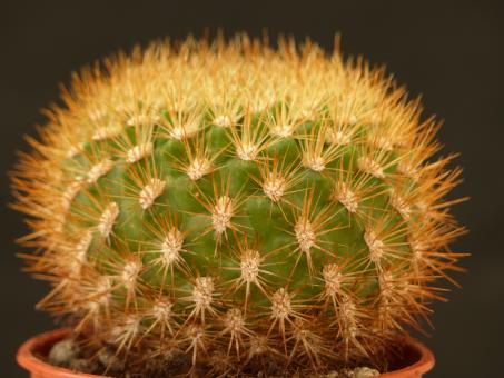 Weingartia pulquinensis HS38A Saipiana 