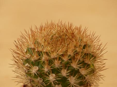 Weingartia platygona 