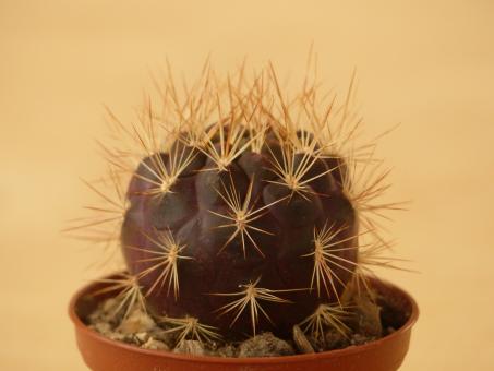 Weingartia pucarensis HJ1201 Cerro Pucara, La Paz, BOL 