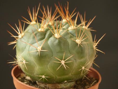 Weingartia westii v. lecoriensis 