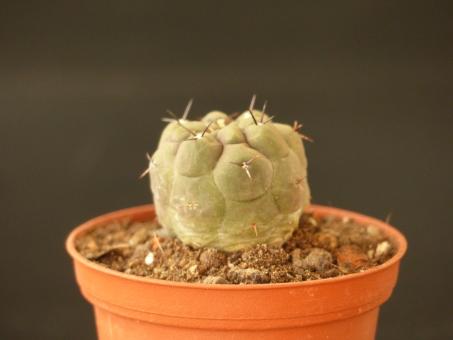 Weingartia dagmarii VoS 2230 