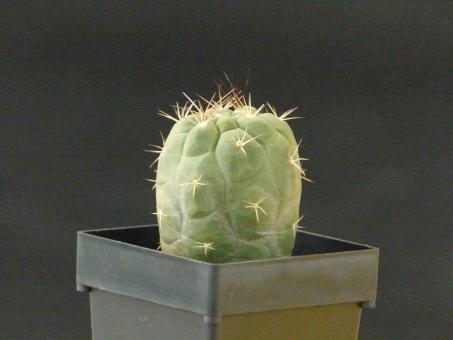 Weingartia fidaiana ssp. amerhauseri RH987 