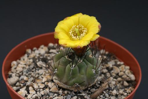 Weingartia riograndensis 