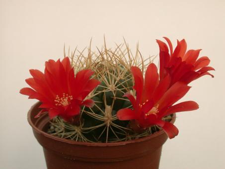 Weingartia trollii 