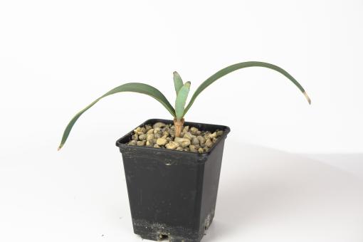 Welwitschia mirabilis ~ PV2446 Namibia 