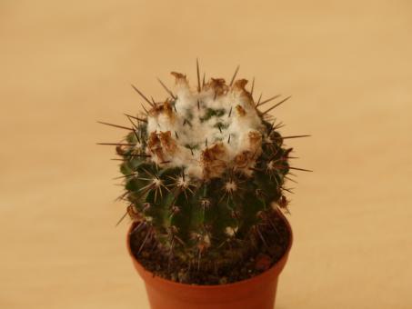 Wigginsia maldonadensis 