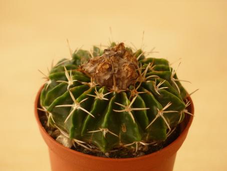 Wigginsia sessiliflora Argentina 