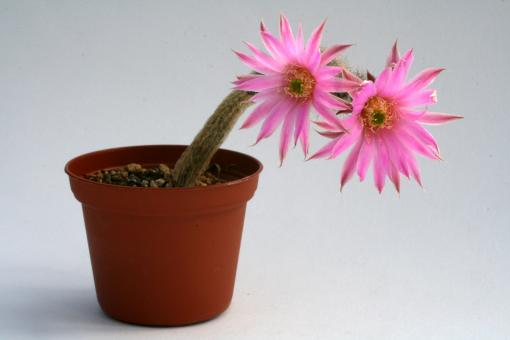 Wilcoxia schmollii § 