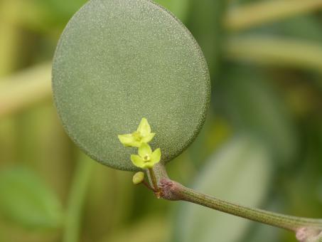 Xerosicyos perrieri s. Madagascar 