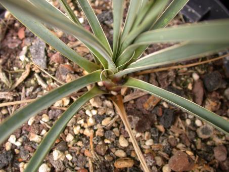 Yucca glauca *1 v. albertana Montana, USA 