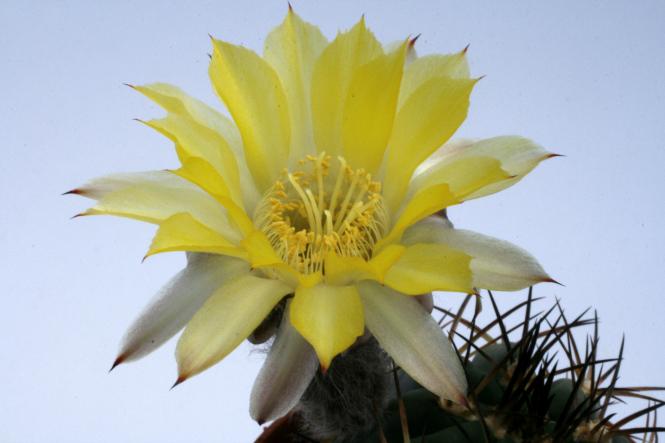Acanthocalycium glaucum P143 