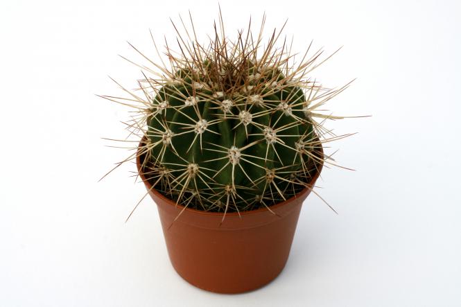 Acanthocalycium spiniflorum B015 Córdoba, ARG, 600m 