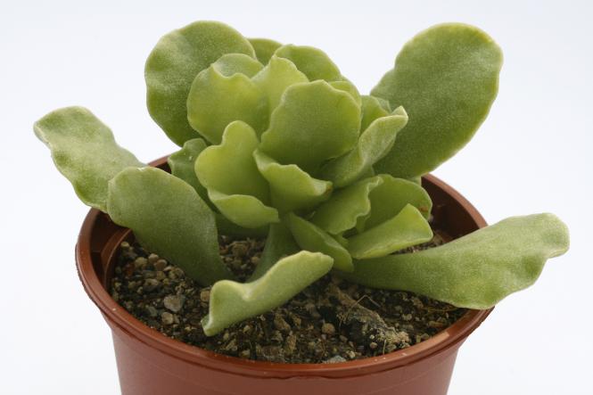 Adromischus cristatus v. mzimvubuensis DMC336 Fair Acres Estate, N. Oribi Gorge, Natal, RSA 