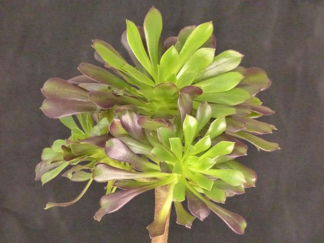 Aeonium arboreum Atropurpureum % 