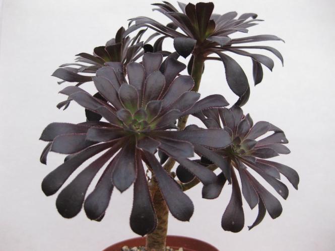 Aeonium arboreum Black Night % 