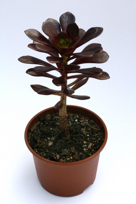 Aeonium arboreum Rotkäppchen 