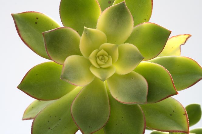 Aeonium haworthii f. variegata 