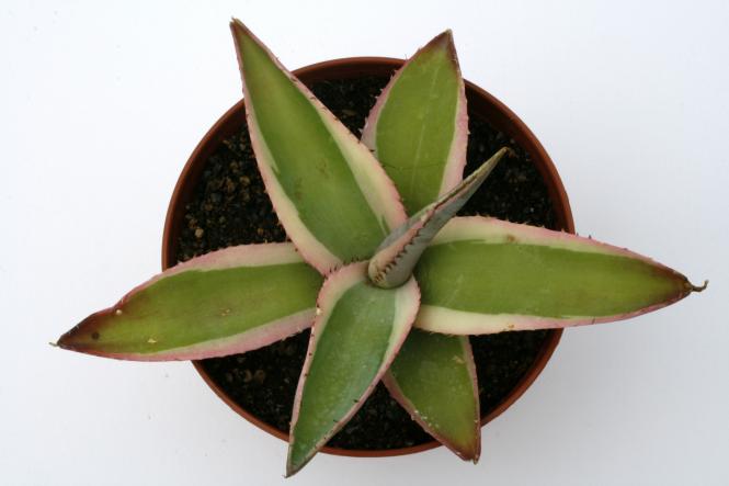 Agave guiengola f. marginata 