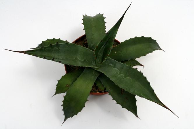 Agave potatorum 