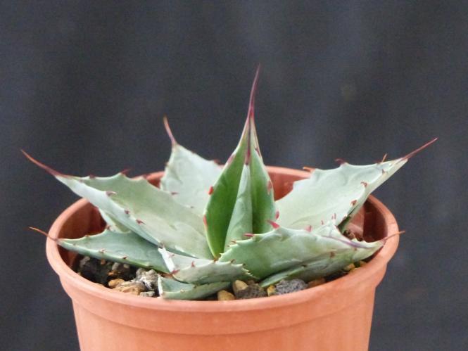 Agave ssp. Azul Monterrey *2^ 