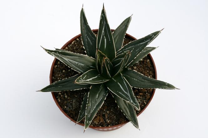 Agave victoriae-reginae 