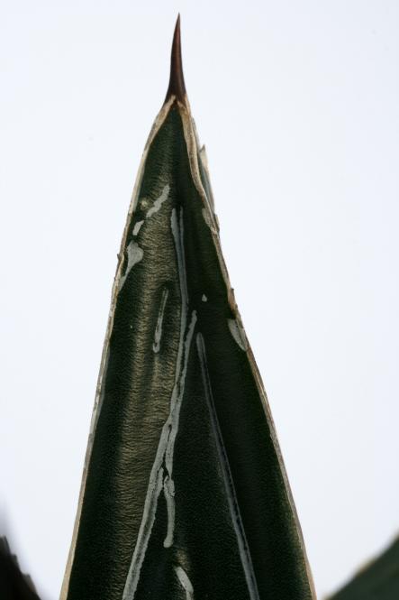 Agave victoriae-reginae f. compacta 