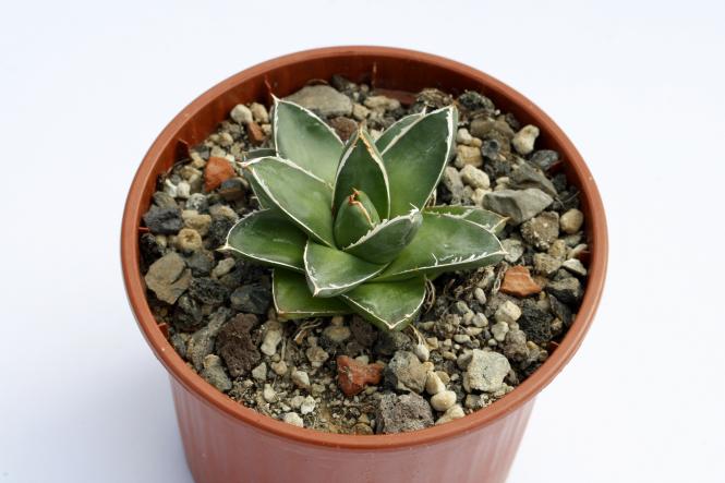 Agave victoriae-reginae Pyramidalis 