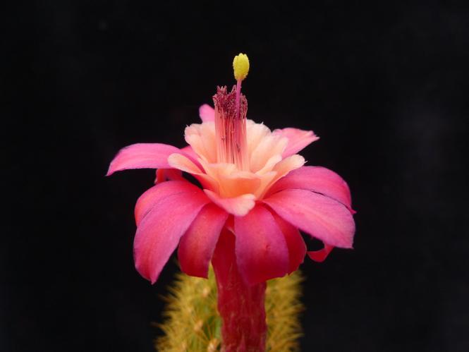 Akersia roseiflora Hybride Weixdorf 