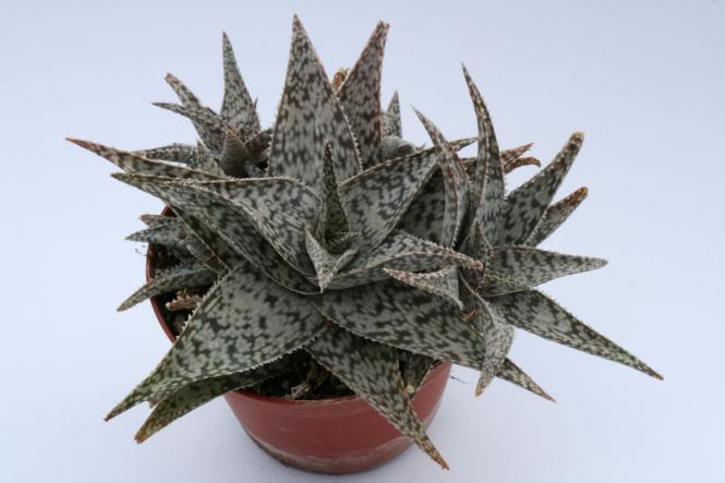 Aloe Doran Black 