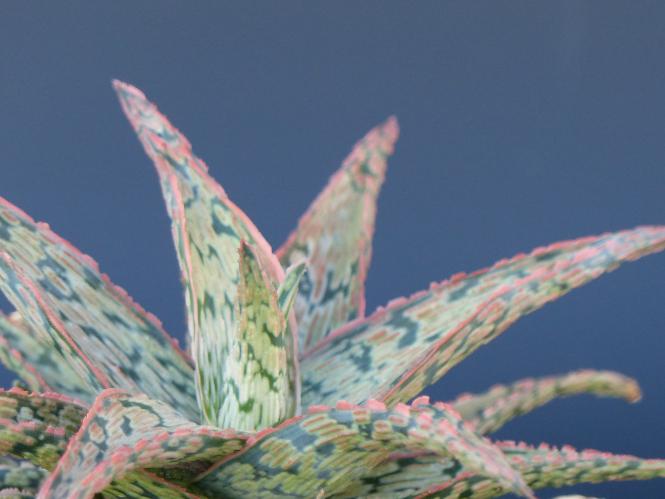 Aloe Sean Red Madagascar 