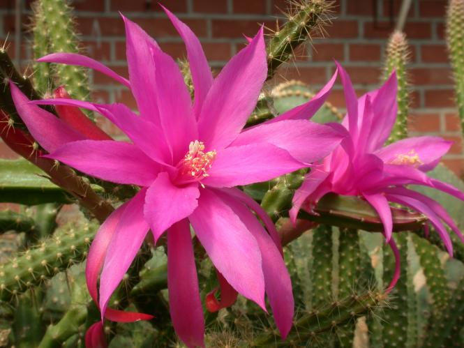 Aporocactus Fairy Dancer 