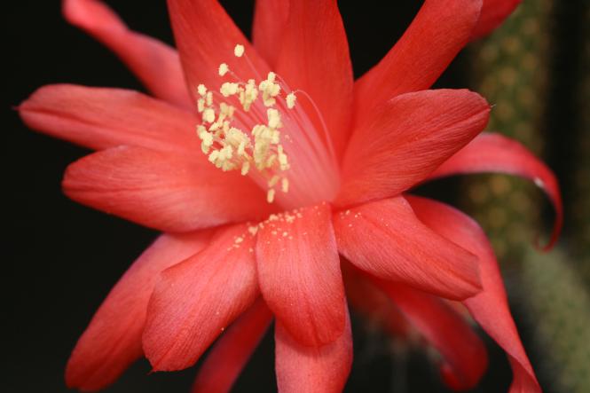 Aporocactus Mutter Anna 