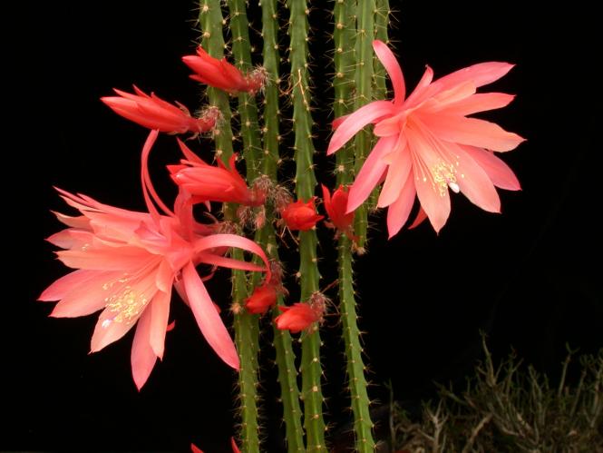 Aporocactus Myrna Corbett 