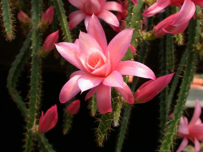 Aporocactus Pastel Rose 