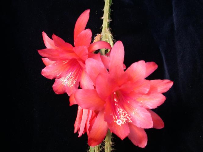 Aporocactus Rettigsche Hybride 