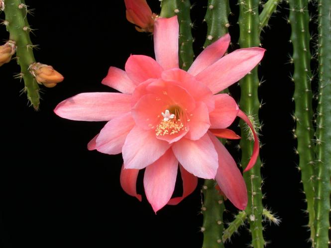Aporocactus Sussex Peach 