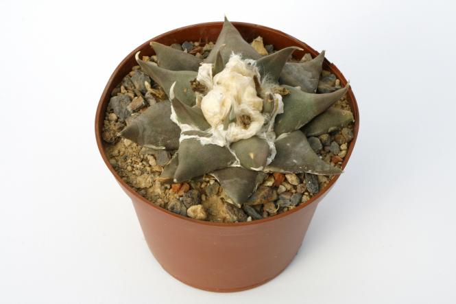Ariocarpus retusus ssp. confusus § % Aramberri, NL, MEX 
