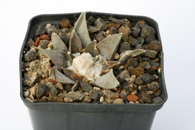 Ariocarpus confusus § % La Escondida, NL, MEX 