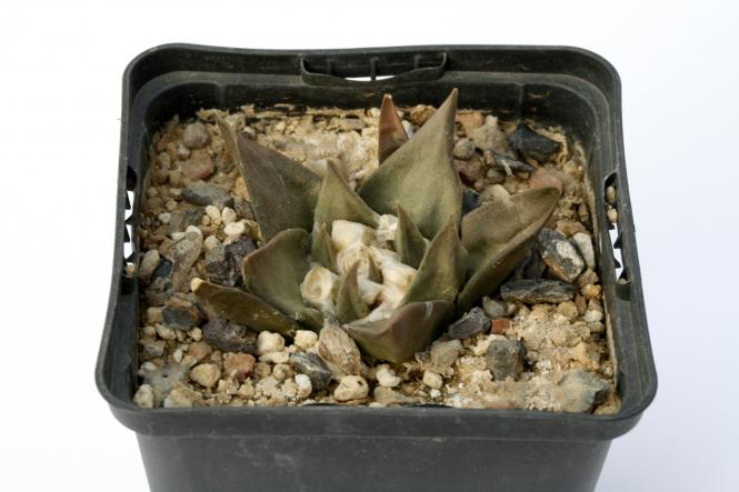 Ariocarpus confusus § % 