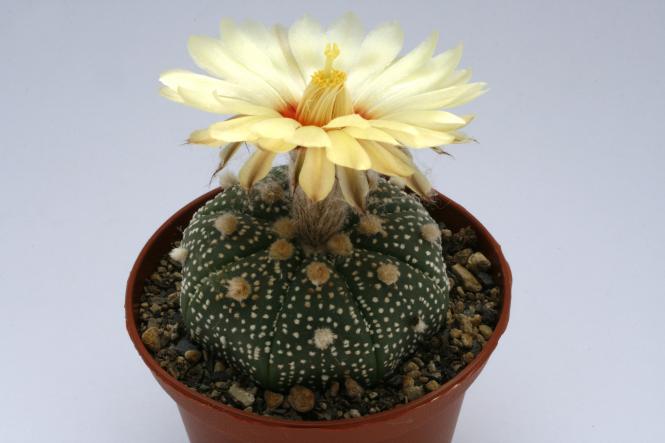 Astrophytum asterias § % 