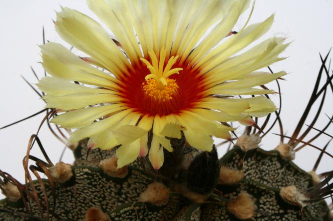 Astrophytum capricorne % 