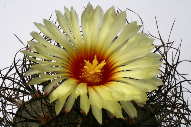 Astrophytum capricorne v. minor % 