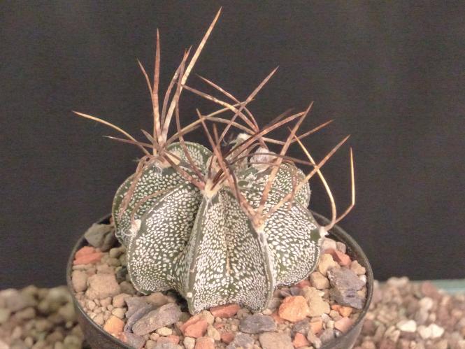 Astrophytum capricorne ssp. niveum 