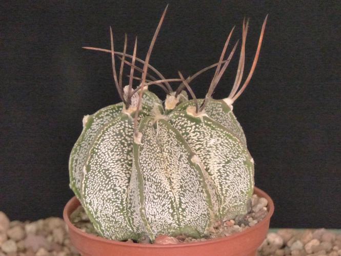 Astrophytum capricorne ssp. niveum DU02a 33km West of Cuatrocienegas up to Microonda, Coah, MEX 