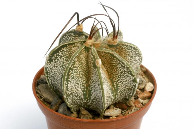 Astrophytum capricorne % SB331 