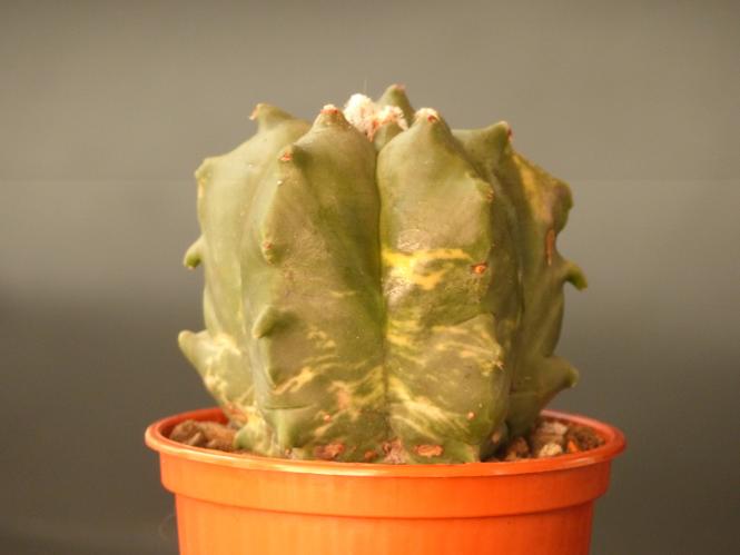 Astrophytum myriostigma cv. Kikko nudum variegata 