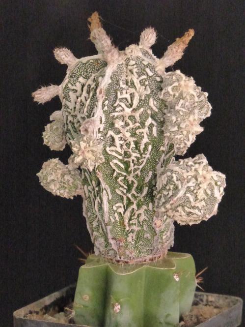 Astrophytum myriostigma cv. Fukuryu Haku-jo VE 