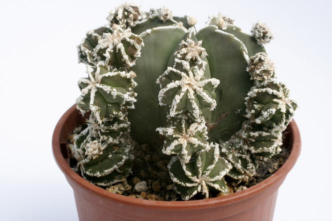 Astrophytum myriostigma cv. Haku-jo proliferum nudum 