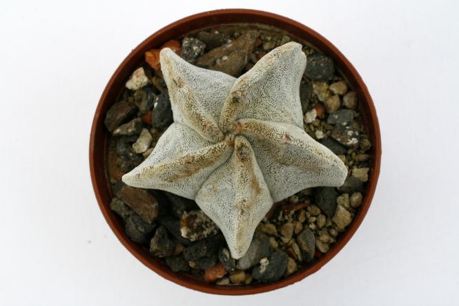 Astrophytum myriostigma hybride % 
